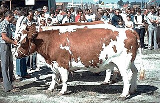 <span class="mw-page-title-main">Pie Rouge des Plaines</span> Breed of cattle