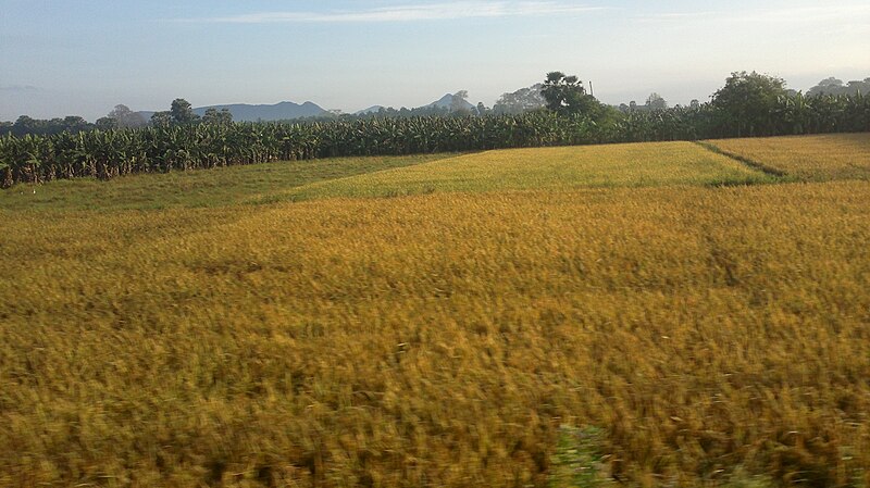 File:Paddy field & banana grove along railway line from tirunelveli to tiruchendur.jpg