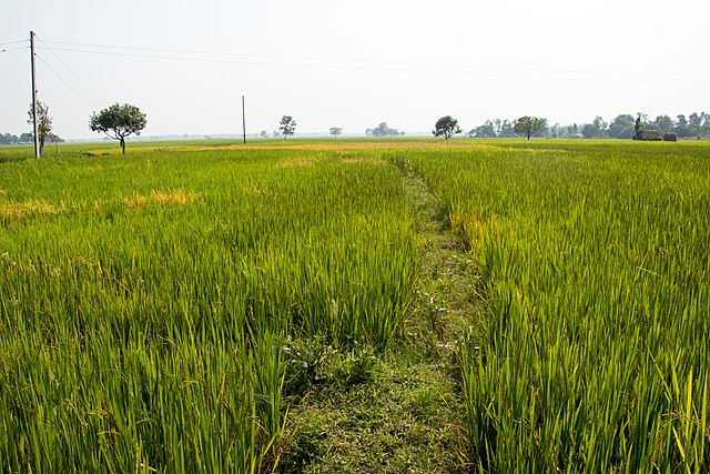  A wide open paddy field with a trodden path down the middle