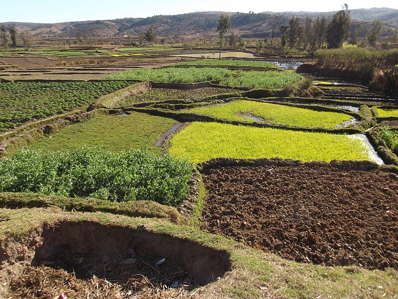 File:Paddy fields Madagascar 2.JPG