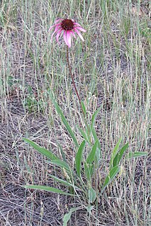 <i>Echinacea angustifolia</i> Species of flowering plant