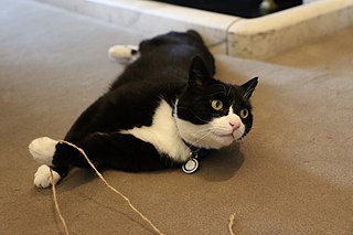 Palmerston (cat)