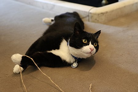 Palmerston (mèo)