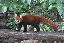 Ailurus fulgens Wikip dia