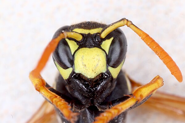 Compound eyes of a paper wasp.