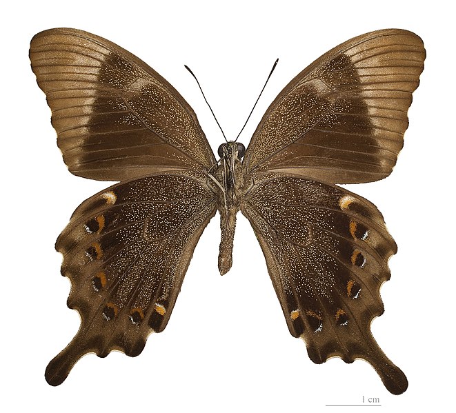 File:Papilio peranthus kangean MHNT ventre.jpg