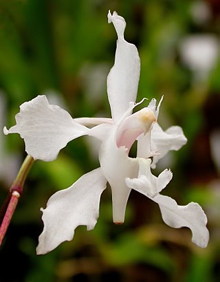 <i>Papilionanthe vandarum</i> Species of plant