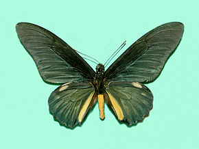 Beskrivelse av Papilionidae - Battus lycidas.jpg image.