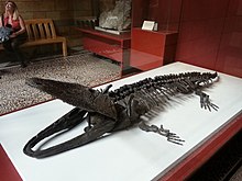 Paracyclotosaurus davidi در NHM 05.jpg