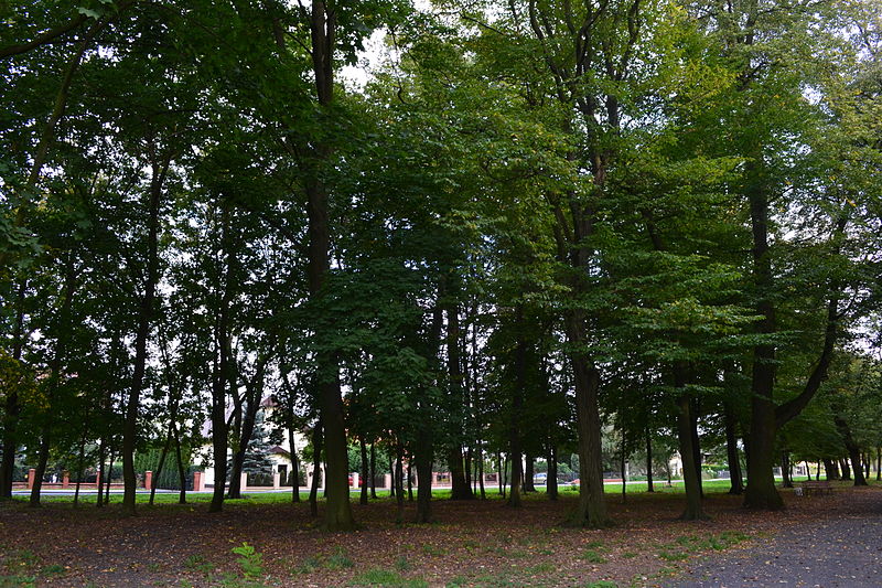 File:Park dworski w zespole dworskim, pierwsza poł. XVIII w DSC 0398.jpg