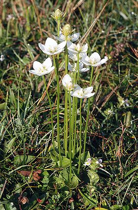 Leverurt (Parnassia palustris) Foto: BerndH