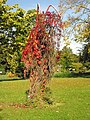 Parthenocissus quinquefolia.Düsseldorf.jpg