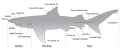 Image 15The major features of sharks (from Shark anatomy)