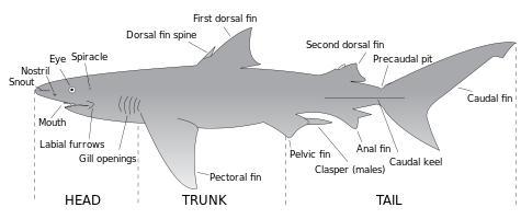 Drawing of a shark labeling major anatomical features, including mouth, snout, nostril, eye, spiracle, dorsal fin spine, caudal keel, clasper, labial furrows, gill openings, precaudal pit and fins: first and second dorsal, anal, pectoral, caudal and pelvic