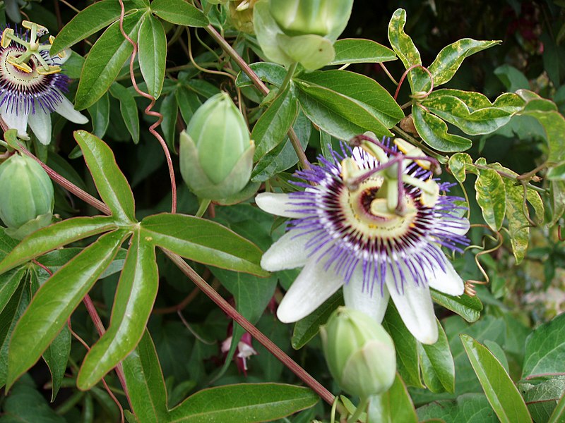 File:Passiflora (2135738867).jpg