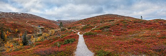 Path to Pallastunturi in autumn color display, Muonio, Lapland, Finland, 2021 September