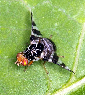 Cecidocharini Tribe of flies