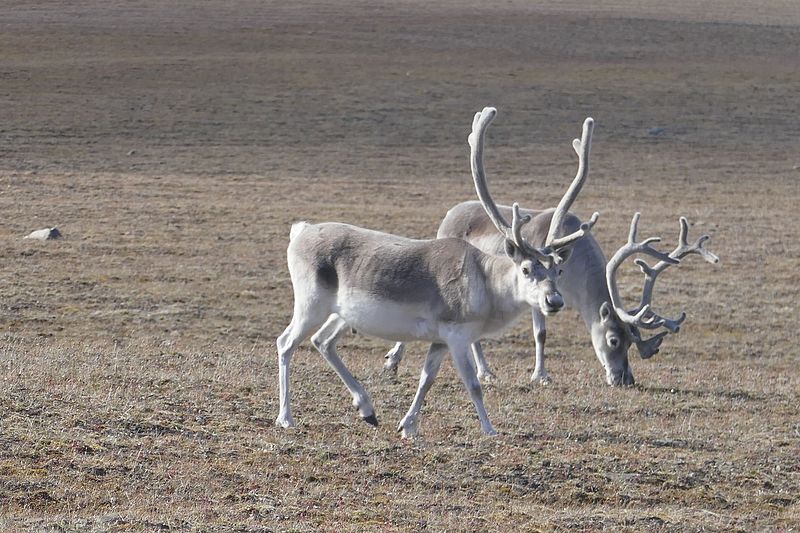 File:Peary caribou - Bathurst Island.jpg