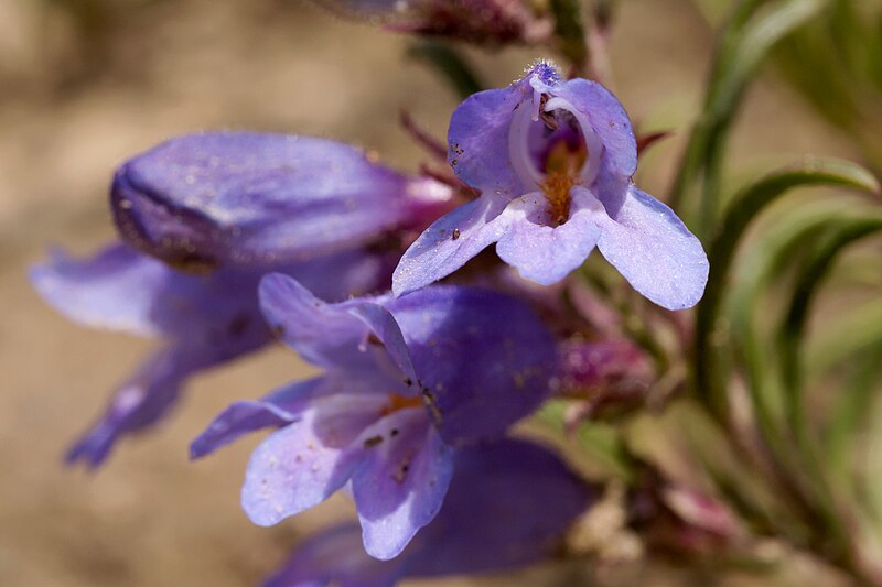 File:Penstemon crandallii var. glabrescens - Flickr - aspidoscelis (3).jpg