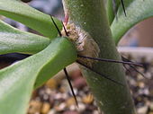 Shows leaves emerging from areoles