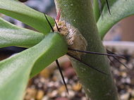 Pereskia grandifolia areole.jpg