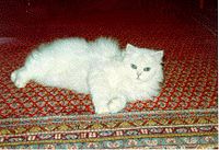 Persian (cat) silver.jpg