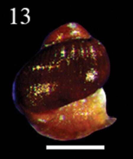 Fail:Petaloconchus mcgintyi (10.3897-zookeys.779.24562) Figure 3 (cropped).jpg