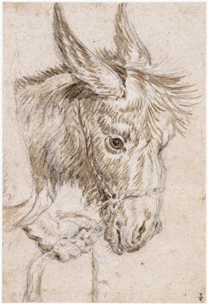 File:Peter Paul Rubens - Head of a mule.jpg