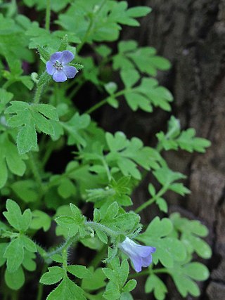 <i>Phacelia covillei</i> Species of plant