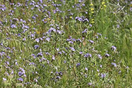 Cover crop - Wikipedia