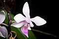 Phalaenopsis equestris