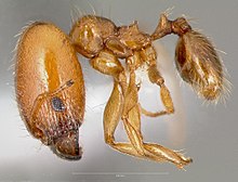 Pheidole cerebrosior casent0005753 profil 1.jpg