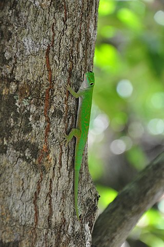 <i>Phelsuma astriata semicarinata</i> Subspecies of lizard