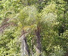 In Sundarbans, Bangladesh Phoenix paludosa Md Sharif Hossain Sourav.jpg