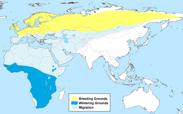 Amarelo: Área reprodutora (só en verán) Blue: Visitante invernal non reprodutor Raiado: migración.