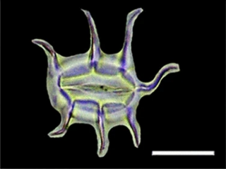 Phytolith from the tree Pittosporum truncatum