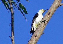 White woodpecker Pica-pau PPreta 0605 7.JPG