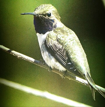 Colibrí d'Arica