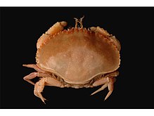 Pie Crust Crab.jpg