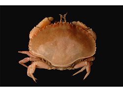 Pie Crust Crab.jpg 