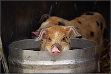Schwein im Eimer.jpg