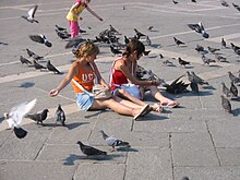 Pigeons de la place Saint-Marc de Venise.