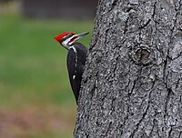 Pileated Woodpecker (26378150815).jpg