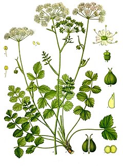 Pimpinella saxifraga - Köhler–s Medizinal-Pflanzen-241.jpg