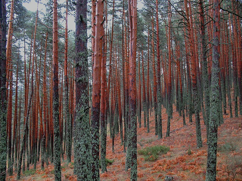 File:Pinares de la Sierra de Guadarrama.JPG