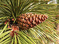 Pinus nigra cone Bad Voeslau.jpg