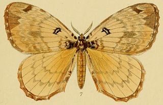 <i>Camerunia orphne</i> Species of moth