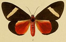 Pl.2-02-Aletis flammea = Neuroxena flammea (Schaus & Clements, 1893) .JPG