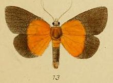 Pl. 3-13-Hypena ducalis Schaus & Clements, 1893.JPG