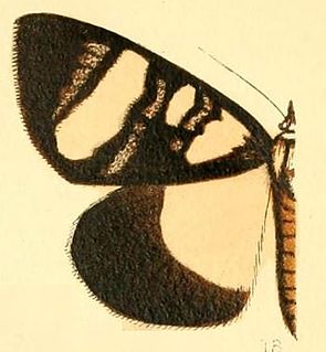 <i>Omphaloceps</i> Genus of moths